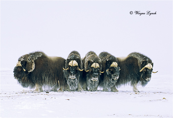 Muskox 104 by Dr. Wayne Lynch &copy;
